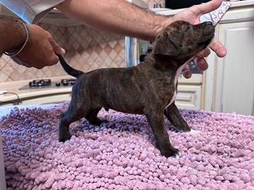 Staffordshire Bul terrier