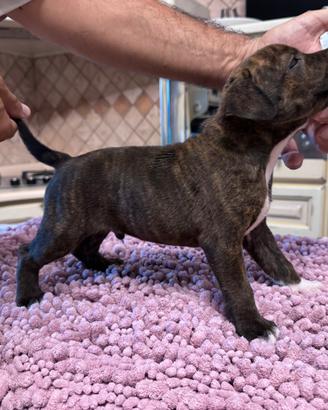 Staffordshire Bul terrier