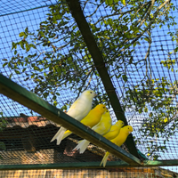 Canarini novelli 2025