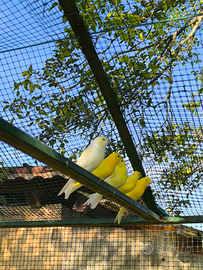 Canarini novelli 2025