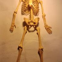 scheletro 