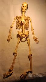 scheletro 