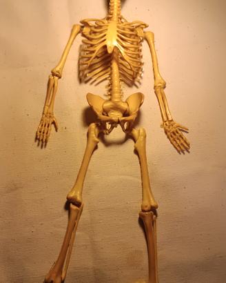 scheletro 