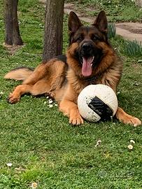 Pastore tedesco per monta