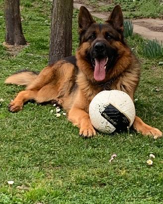 Pastore tedesco per monta