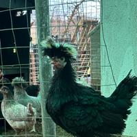 Galline ornamentali