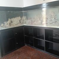 Acquario d'acqua salata