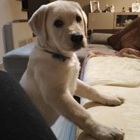 Disponibile cucciolo di Labrador