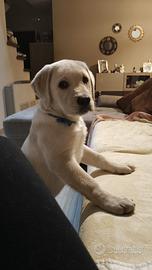 Disponibile cucciolo di Labrador