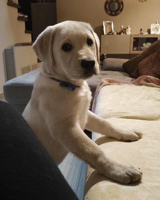 Disponibile cucciolo di Labrador