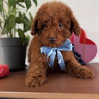 Barboncini Toy e Minitoy