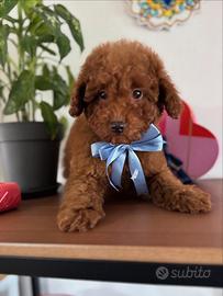 Barboncini Toy e Minitoy