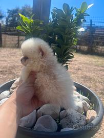 Spitz Pomerania micro teacup