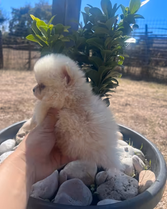 Spitz Pomerania micro teacup