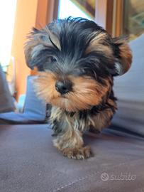 Yorkshire terrier