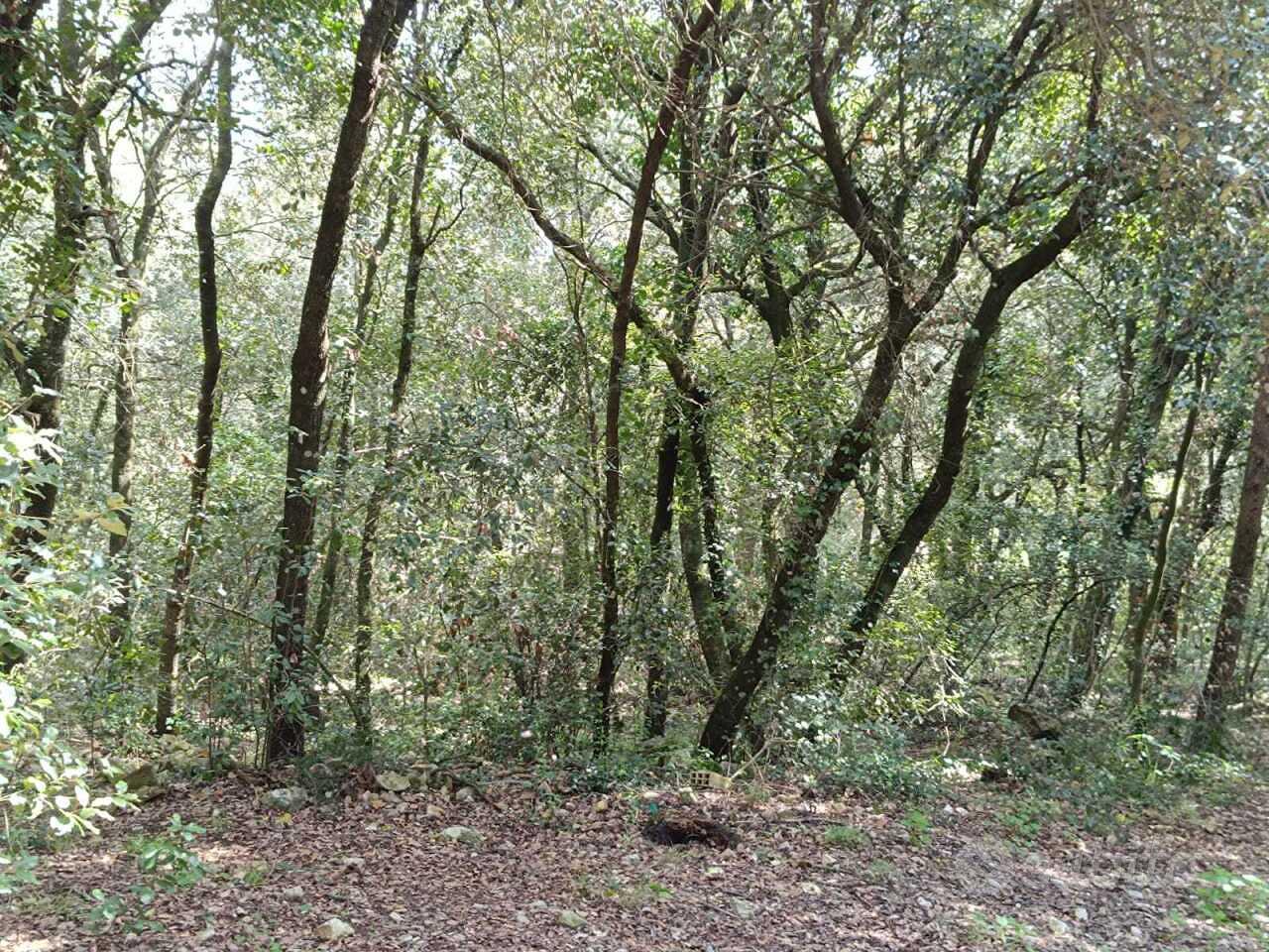 Bosco a Amelia - Vista 4