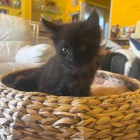 Cucciola di Mane Coon