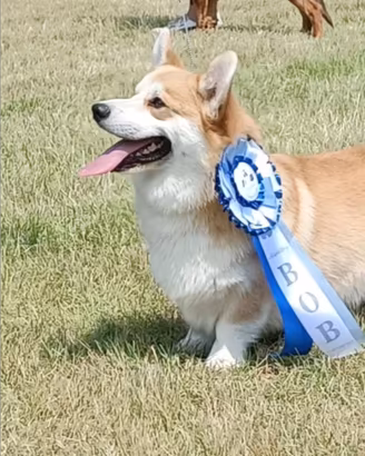 Welsh Corgi Pembroke