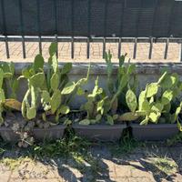 Vasi balconette Cactus