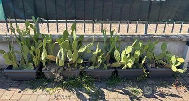 Vasi balconette Cactus