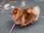 Immagine 5