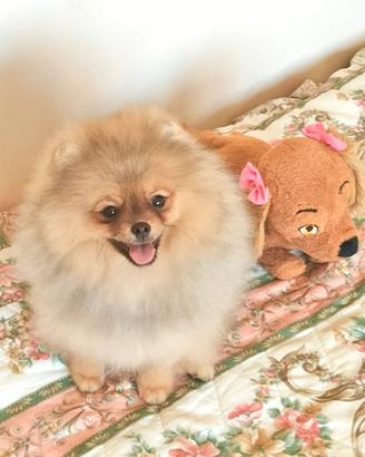 Cuccioli di Spitz di Pomerania nano (Volpino)