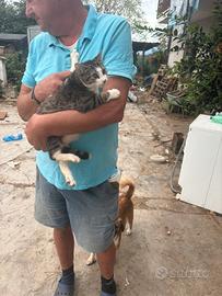 Amorevole gattino