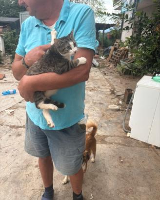 Amorevole gattino
