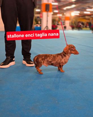 Bassotto arlecchino stallone enci