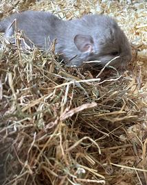 Cucciolo cincillà