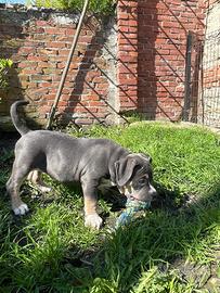 Cuccioli American bully