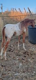 cavallo/ puledro barok pinto