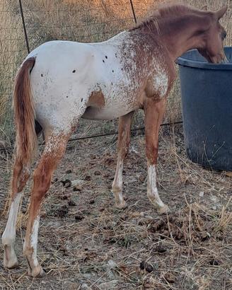 cavallo/ puledro barok pinto