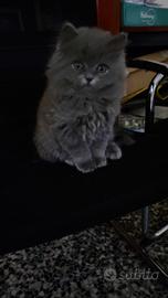 Gattina Scottish straight