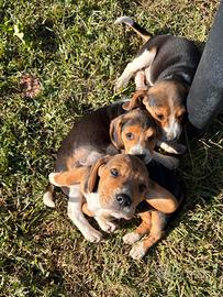 Beagle Maschi