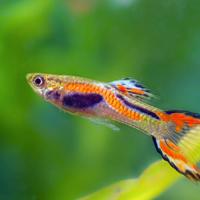 Guppy endler