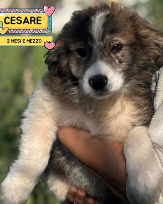 Cesare dolce cucciolo 2 mesi e mezzo in adozione