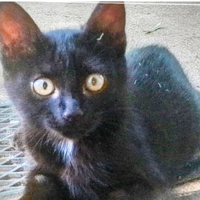 Micetta nera 3 mesi di buon carattere dolce