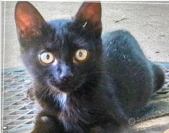 Micetta nera 3 mesi di buon carattere dolce