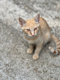 Gattini di vari colori