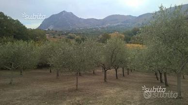 Terreno con uliveto 160 piante ben avviato