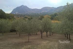 Terreno con uliveto 160 piante ben avviato