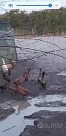 Coppia Anatre kaki campbell