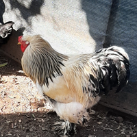 Gallo brahan e marans