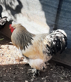 Gallo brahan e marans