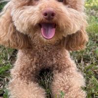 Barboncino nano x monta