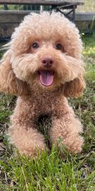 Barboncino nano x monta