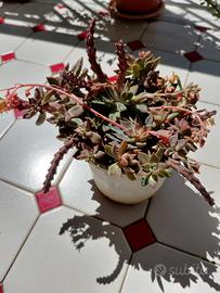 Pianta