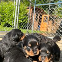 Cuccioli di Rottweiler