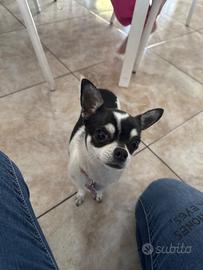 Cagnolino maschio per monta chiuwawa